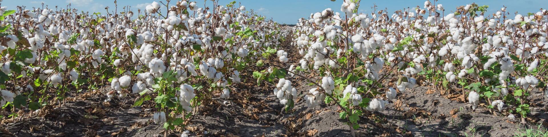 A cotton field with mature cotton bolls.