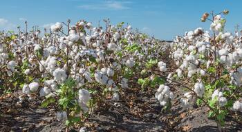A cotton field with mature cotton bolls.