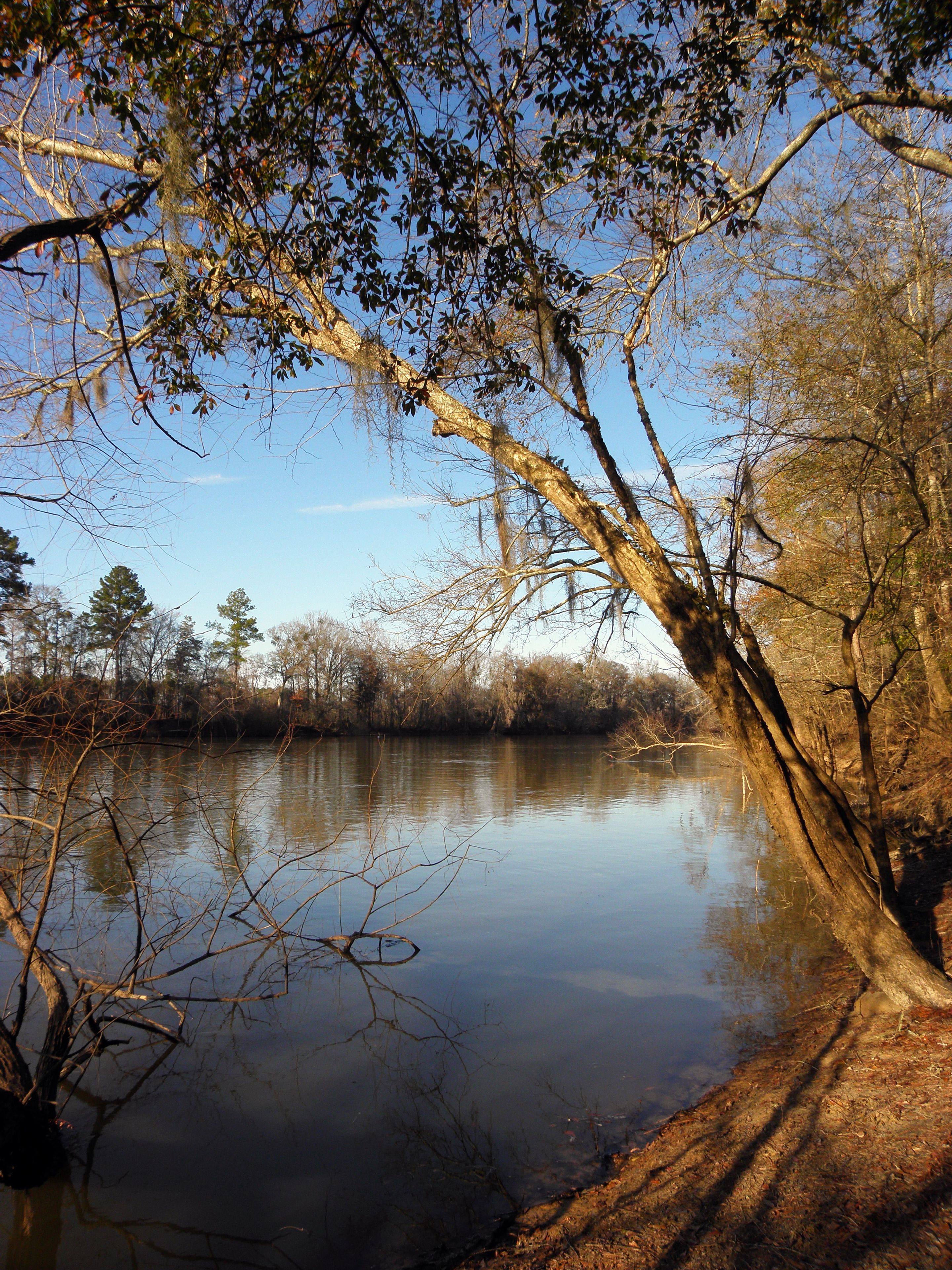 altamaha river bank view