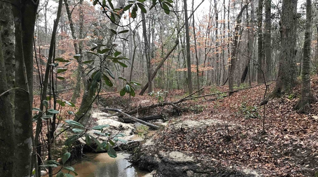 Just a small stroll behind my house.