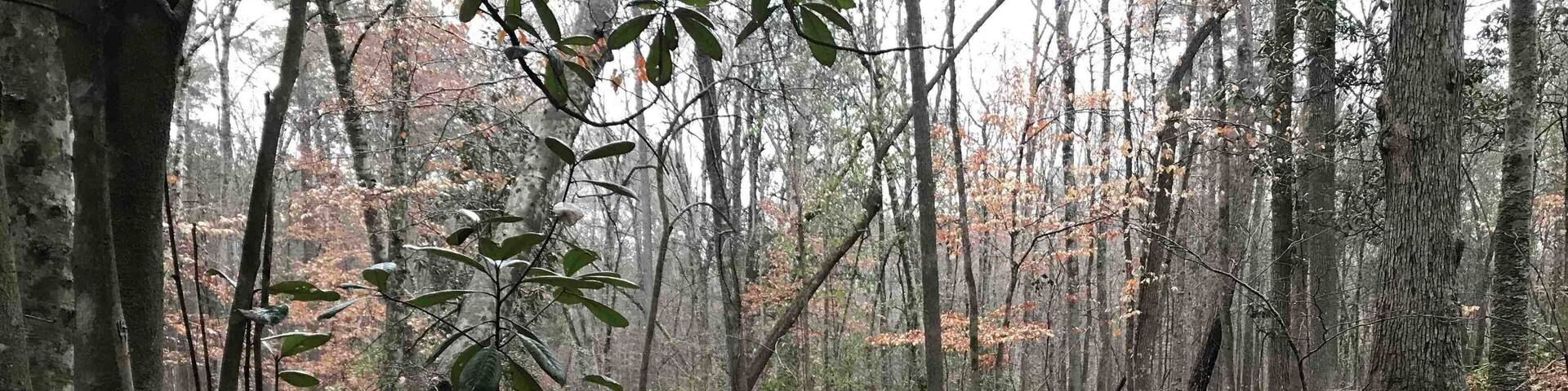 Just a small stroll behind my house.