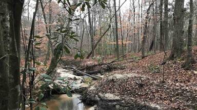 Just a small stroll behind my house.