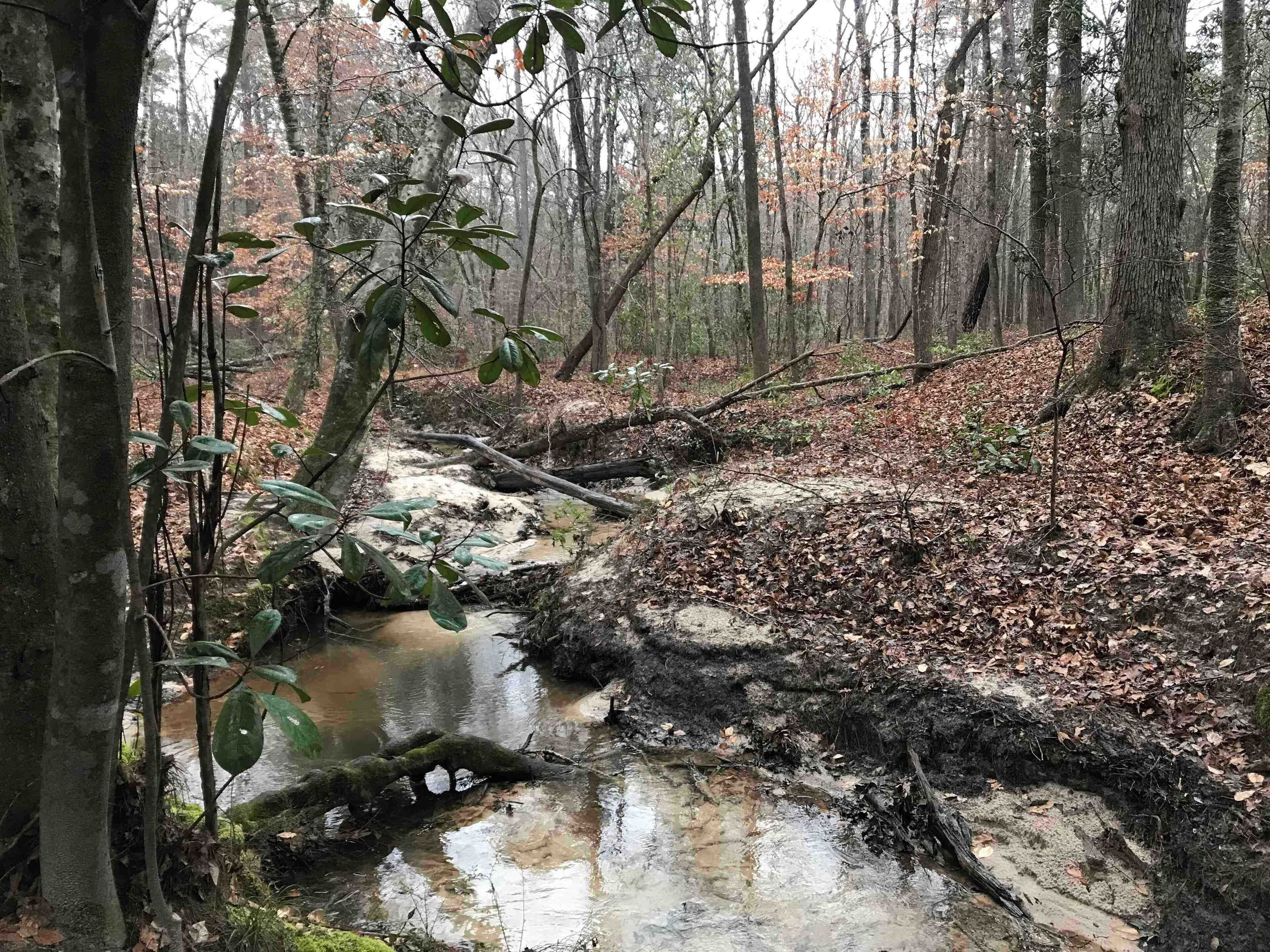 A forest stream with fallen leaves and moss-covered trees.
