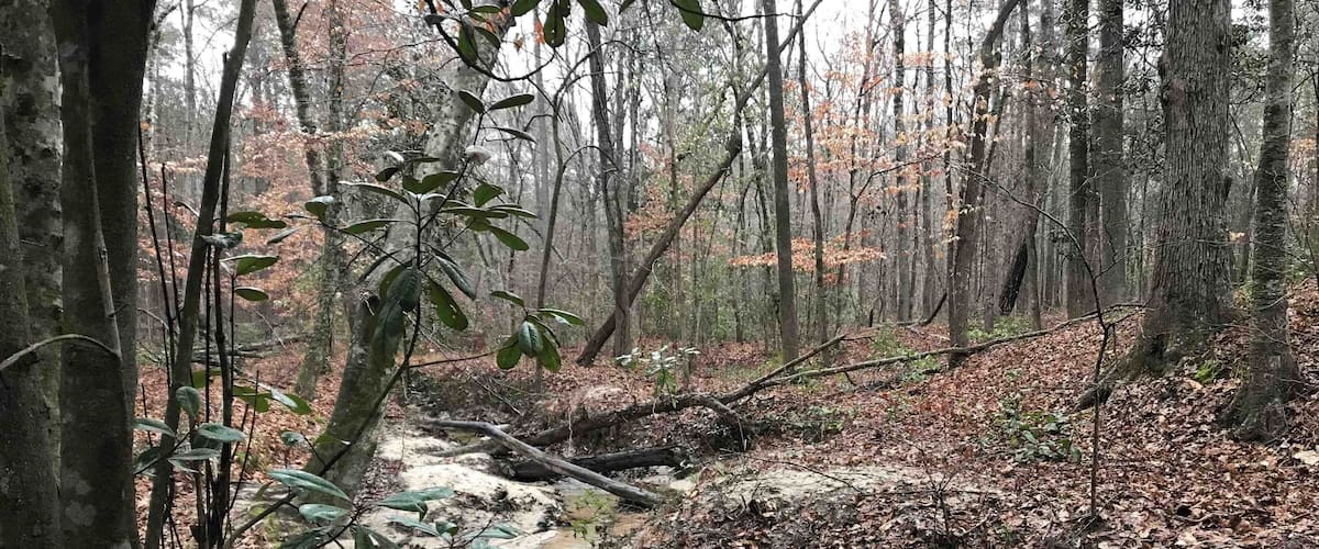 A forest stream with fallen leaves and moss-covered trees.