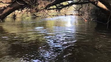 I would not recommend doing a kayak paddle here because the water is just too shallow