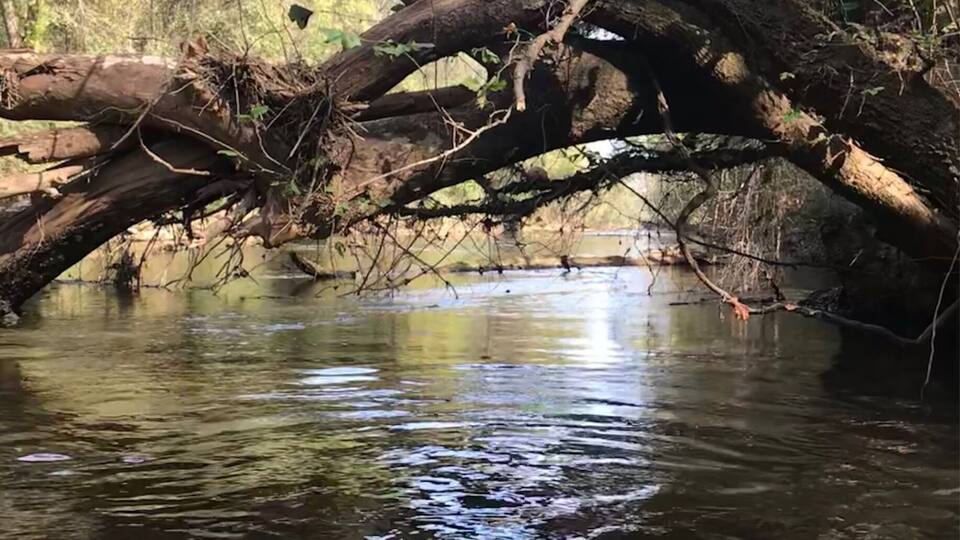 A river with overhanging branches and dense foliage.