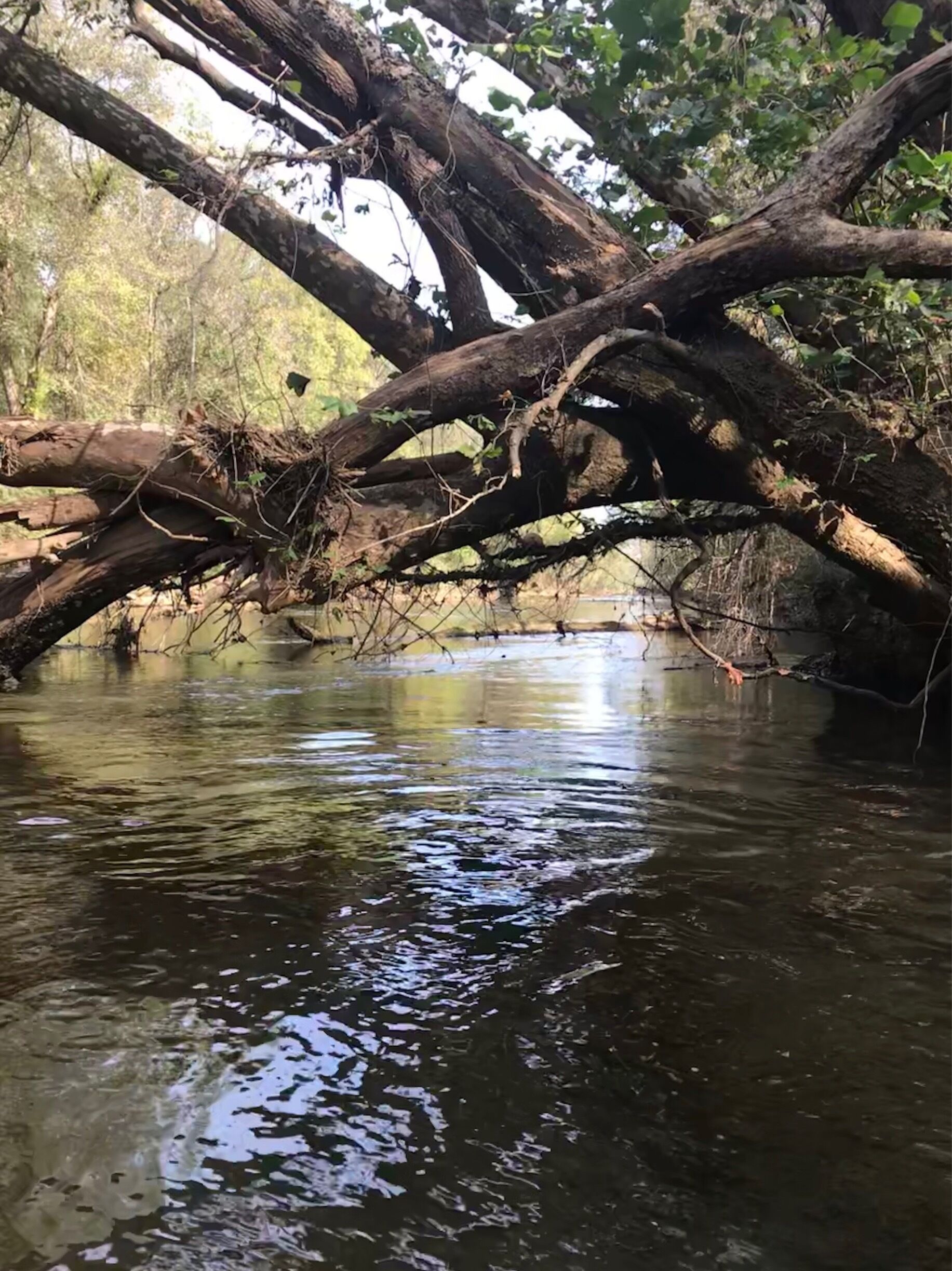 A river with overhanging branches and dense foliage.