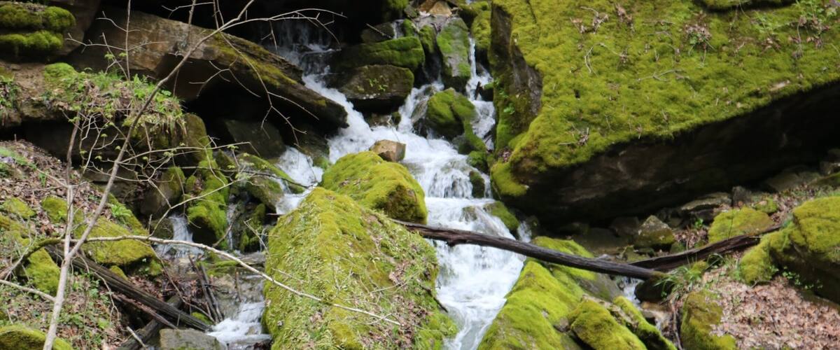 A stream flowing over moss-covered rocks in a forested area.