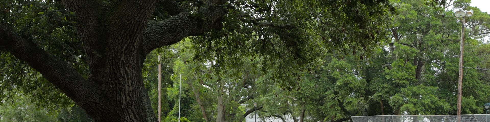 McLean Park featuring a park