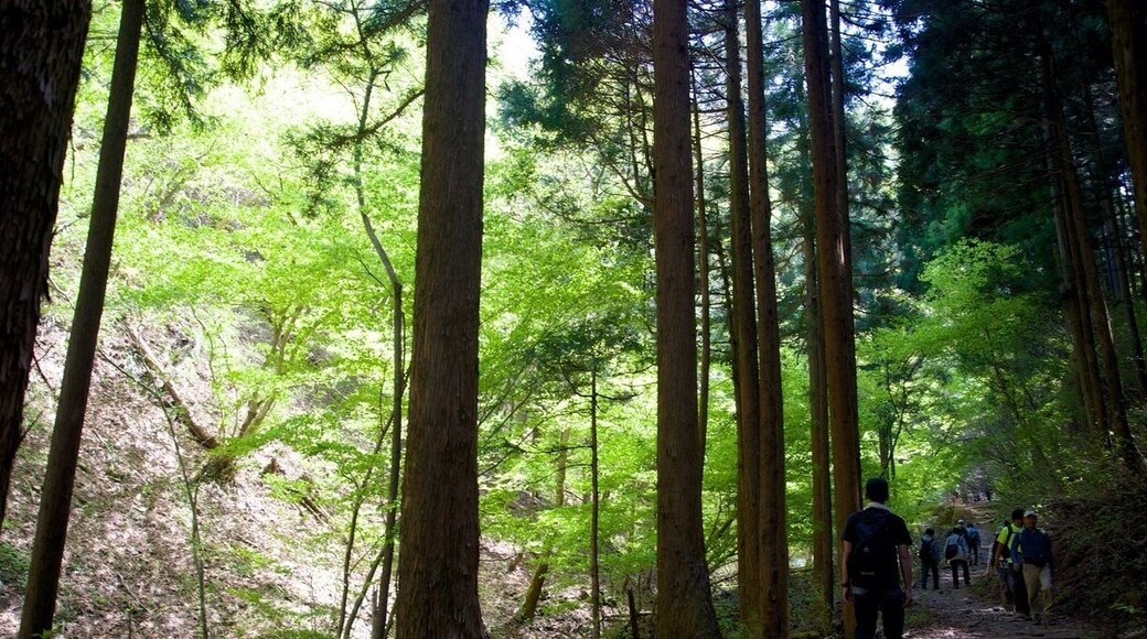 Fresh green in early May in Mitake - Odake trail. I saw remaining snow in 2014 and have been surprised. Just 2 hours from #Tokyo Station by JR commuter train. #hiking