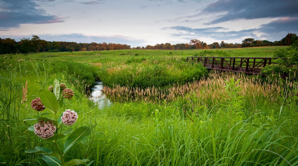 Sunset Bridge Meadow