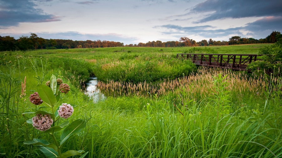Sunset Bridge Meadow
