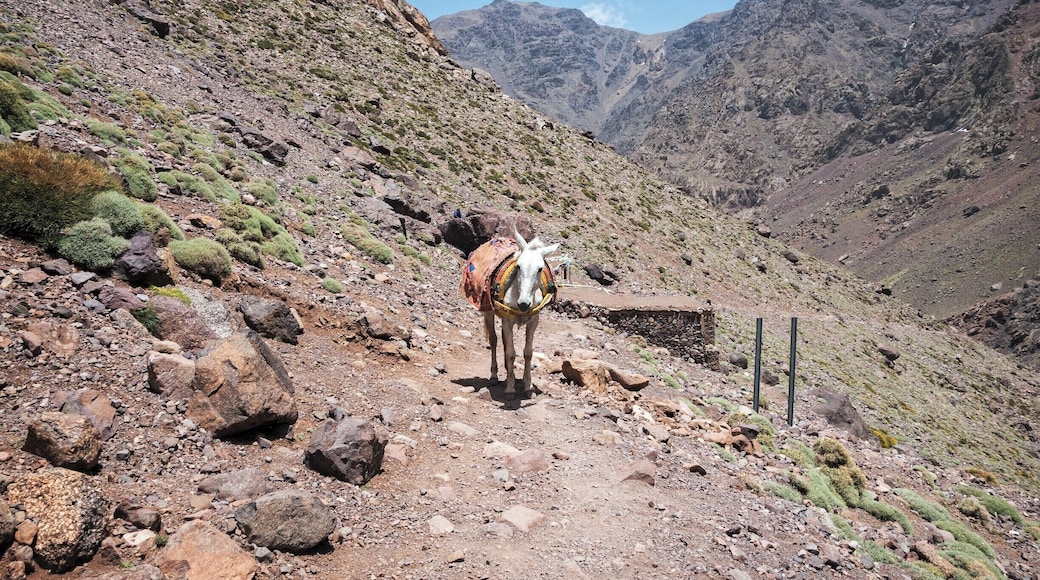 A 2-day trip up Toubkal, North Africa's highest moutain, with my brother. An unforgettable mountain hike, although I'm sure this lone mule we encountered on the way to the mountain hut might disagree!
#TakeAHike