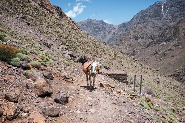 A 2-day trip up Toubkal, North Africa's highest moutain, with my brother. An unforgettable mountain hike, although I'm sure this lone mule we encountered on the way to the mountain hut might disagree!
#TakeAHike