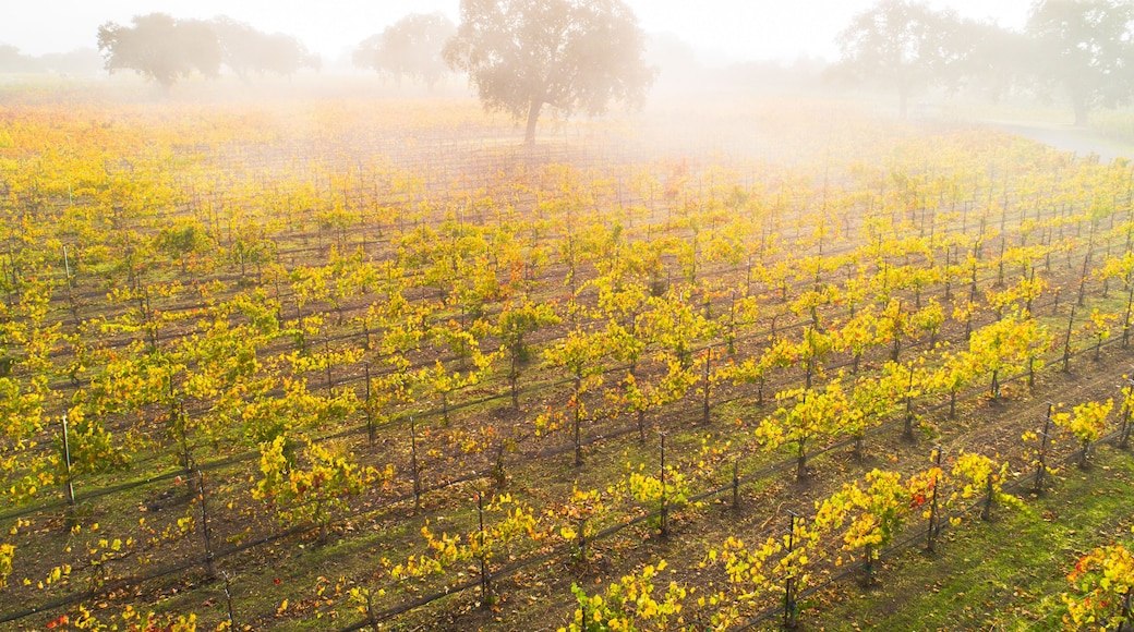Bodega de vino Roblar