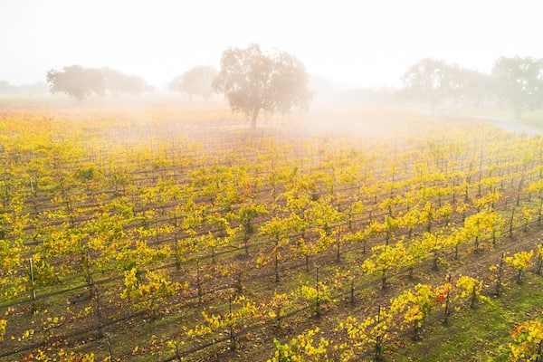 aerial view of fall vineyard and oak trees in coastal fog at Roblar Winery, Santa Ynez Valley, California