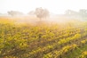 aerial view of fall vineyard and oak trees in coastal fog at Roblar Winery, Santa Ynez Valley, California
