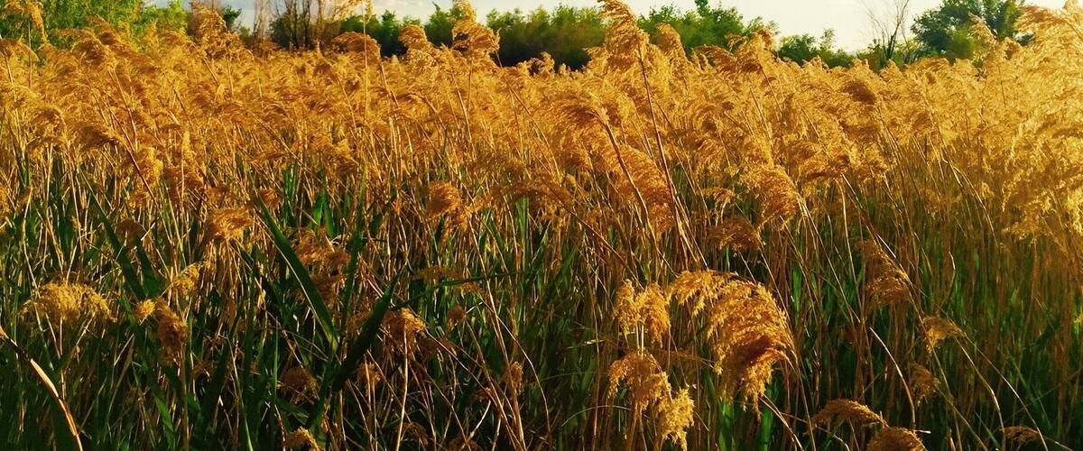 Field of dreams in the city of sin!