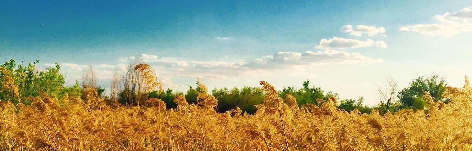 Field of dreams in the city of sin!