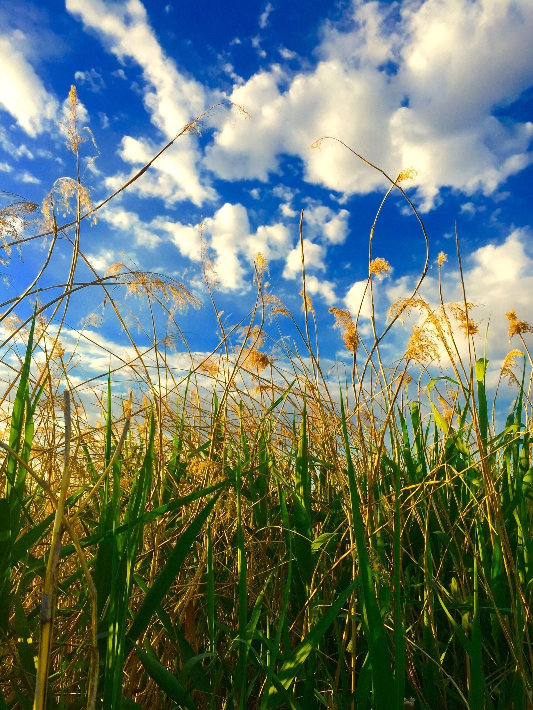Beautiful sky today against the tall grass