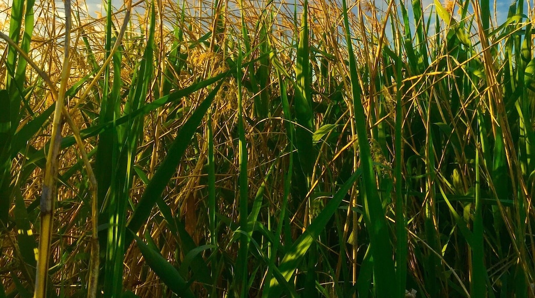 Beautiful sky today against the tall grass