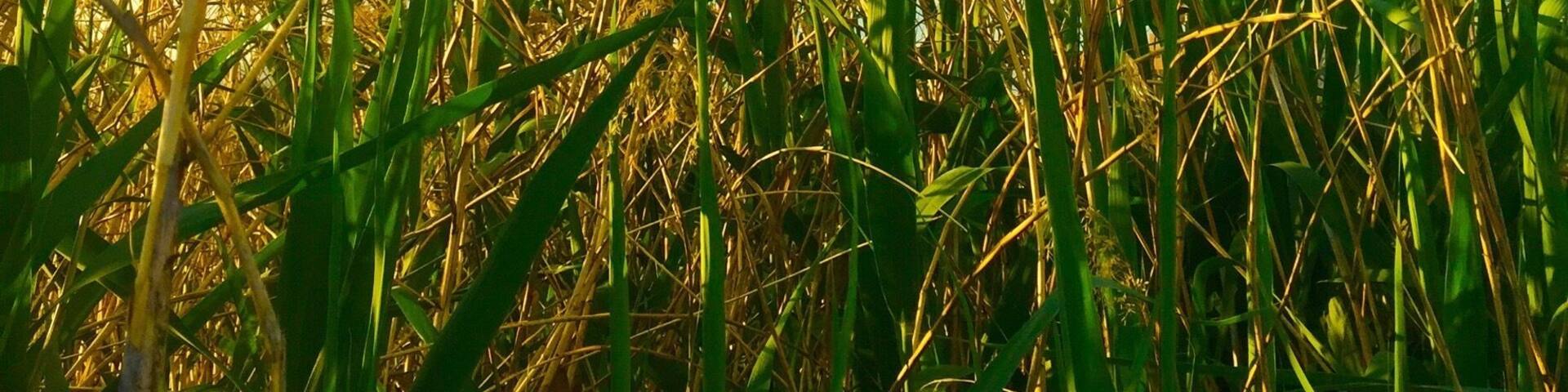 Tall grasses and a clear blue sky with scattered clouds.