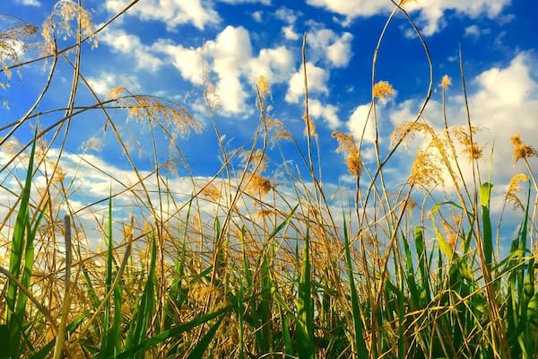 Tall grasses and a clear blue sky with scattered clouds.