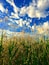 De hautes herbes et un ciel bleu clair parsemé de quelques nuages.
