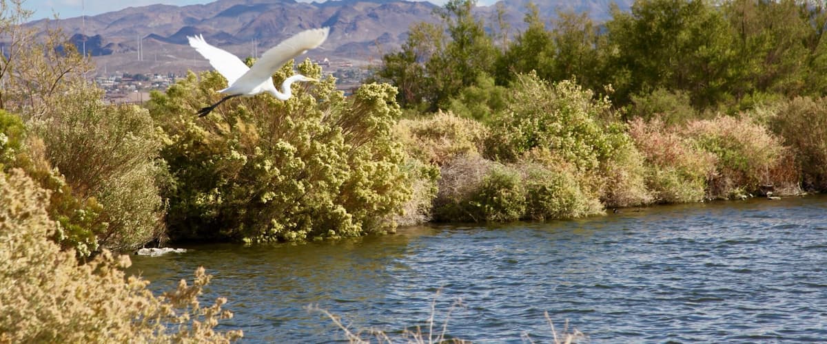 Wetlands park in beautiful #Lasvegas #nevada #birdwatching #outdoors #canon