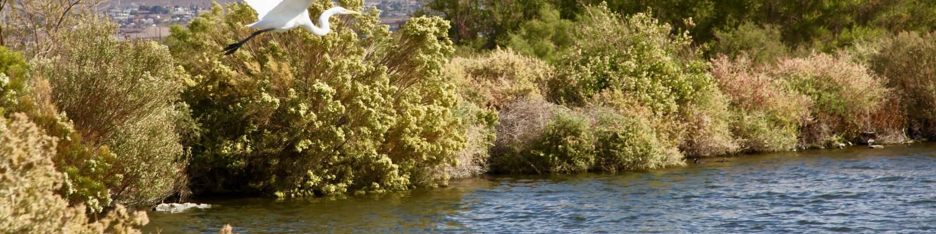 Wetlands park in beautiful #Lasvegas #nevada #birdwatching #outdoors #canon