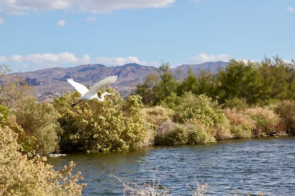 Wetlands park in beautiful #Lasvegas #nevada #birdwatching #outdoors #canon