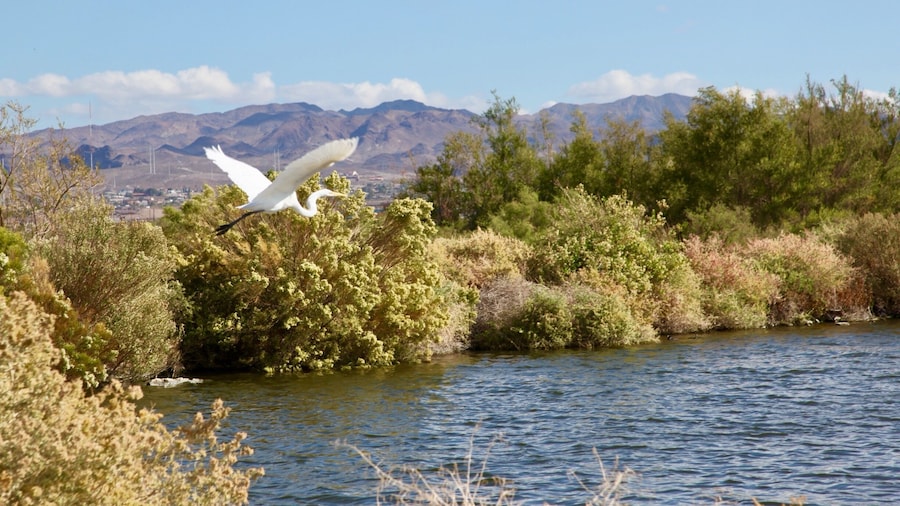 Wetlands park in beautiful #Lasvegas #nevada #birdwatching #outdoors #canon