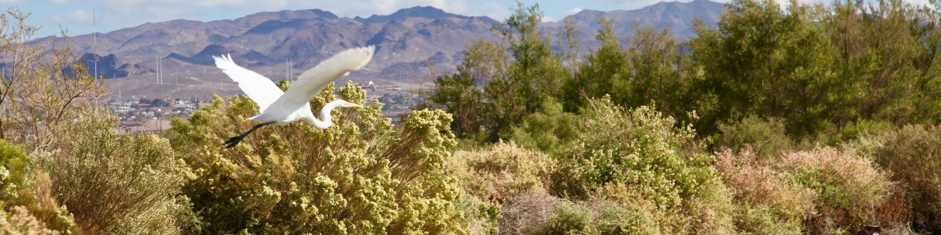 Wetlands park in beautiful #Lasvegas #nevada #birdwatching #outdoors #canon