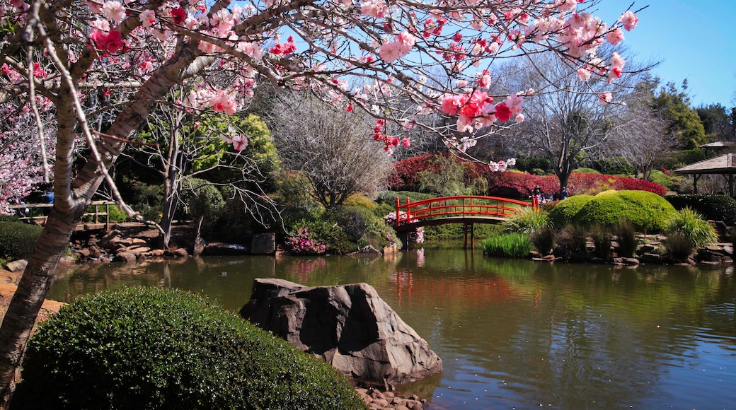 Cherry blossoms in Japanese garden. Toowoomba flower carnival.