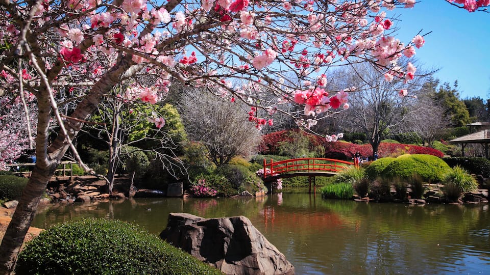 A cherry blossom tree, a pond, a red bridge, and a pagoda.