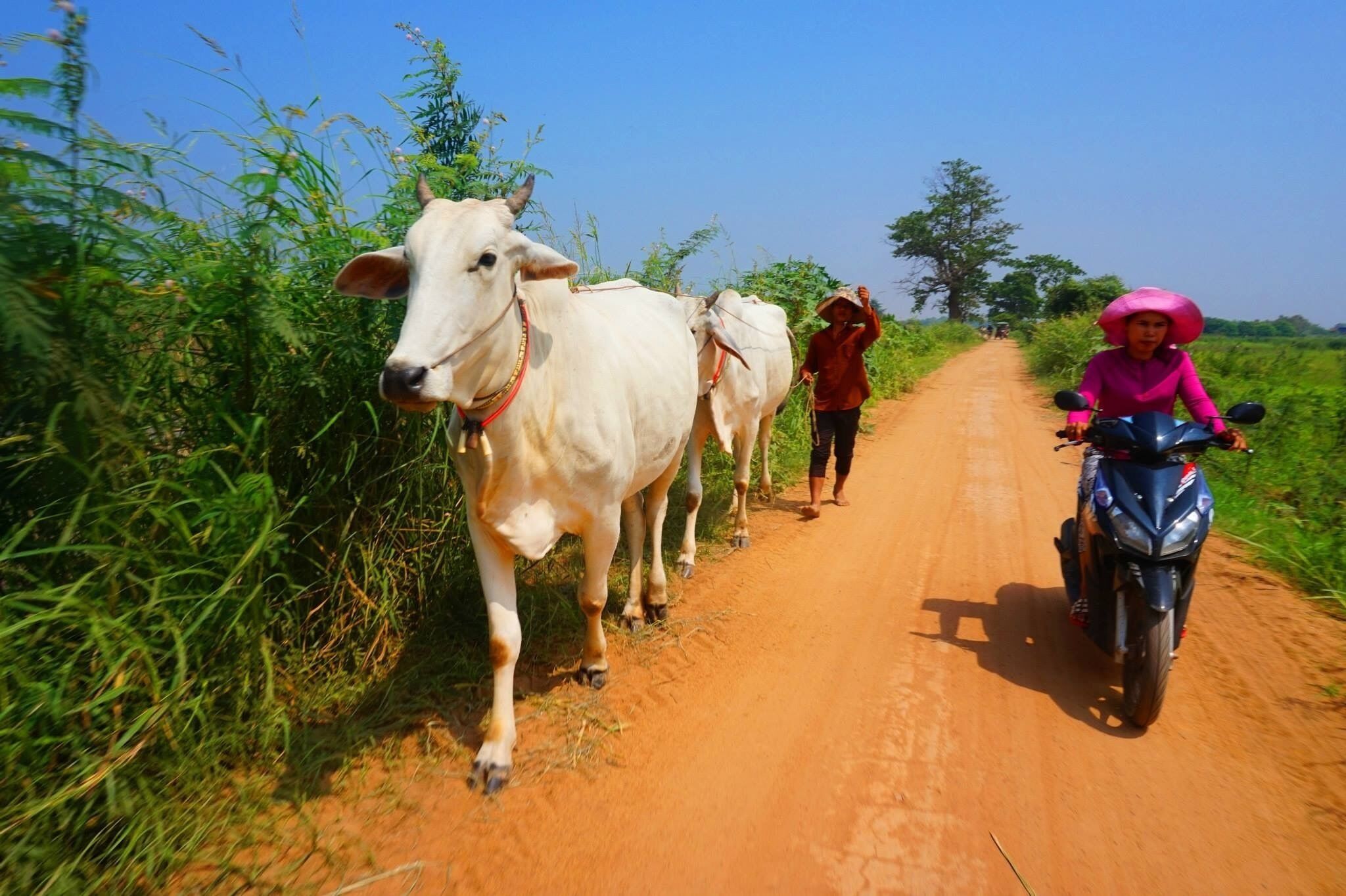 Koh Dach Island. An interesting place to have a glimpse of the lifestyle of the country people of Cambodia. 