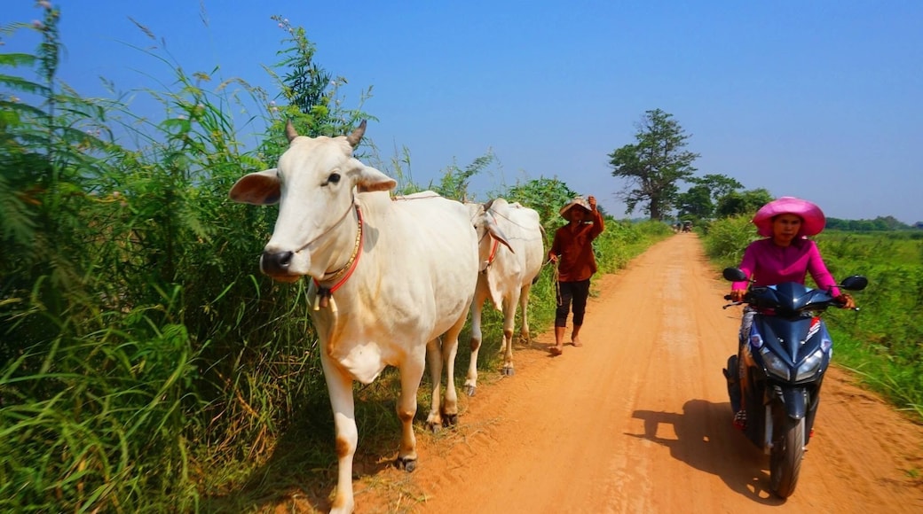 Koh Dach Island. An interesting place to have a glimpse of the lifestyle of the country people of Cambodia.