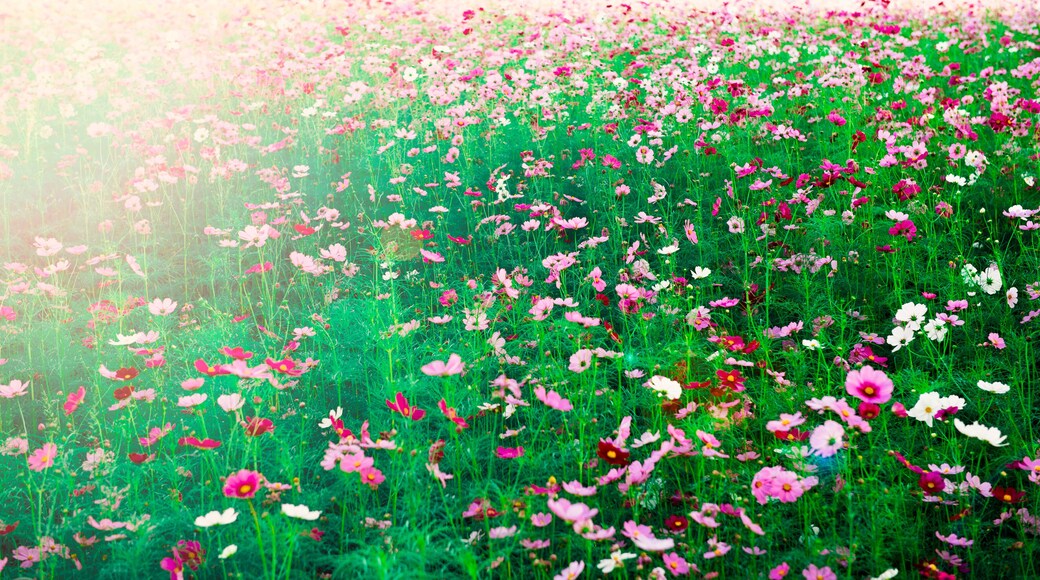 beautiful cosmos flower in big farm