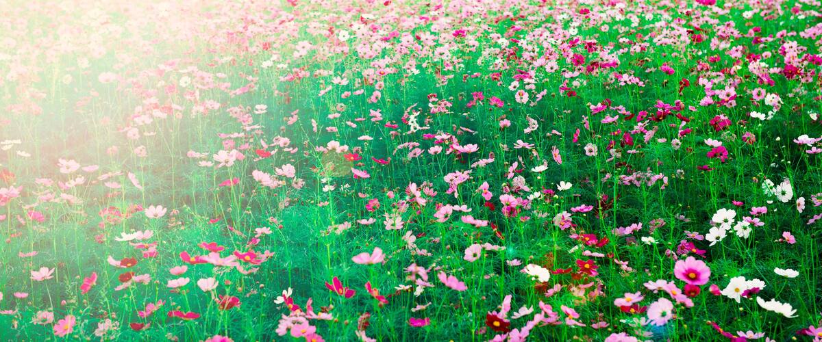 beautiful cosmos flower in big farm