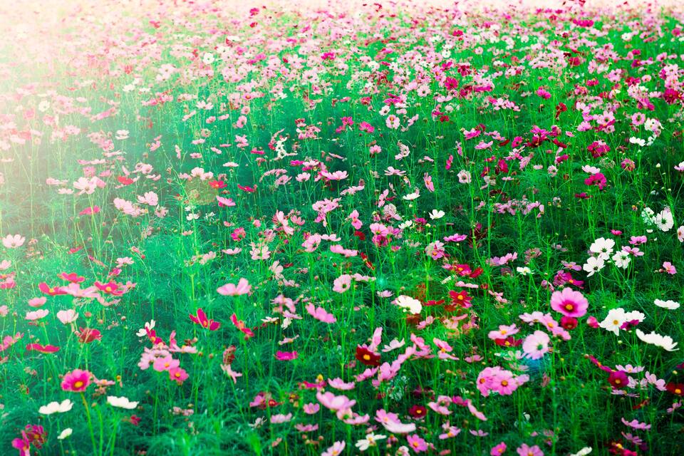 A field of pink and white flowers.