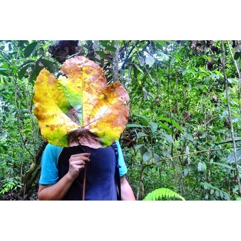 We were trekking in a jungle to find the biggest flower in the world, we sadly didn't find it, but big leaves yea!