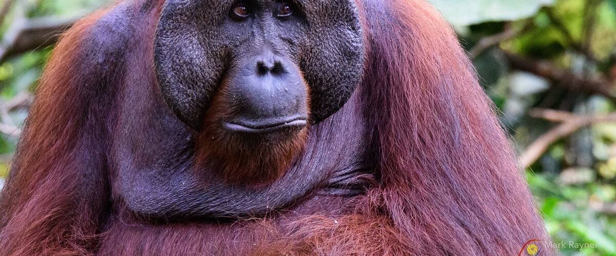 Ein orangutan mit rötlich-braunem Fell in einer natürlichen, grünen Waldlandschaft.