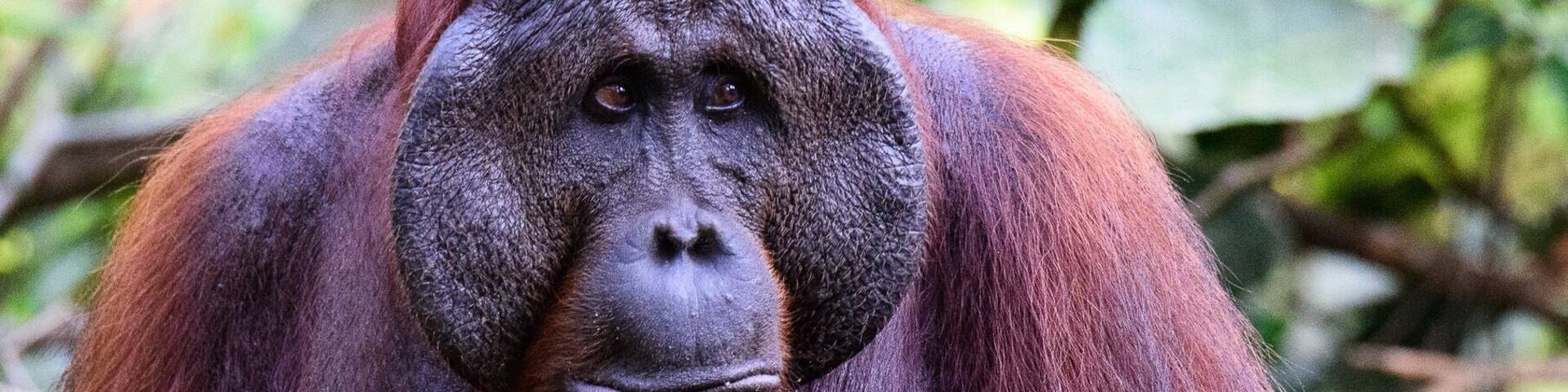 An orangutan with reddish-brown fur in a natural, green forest environment.