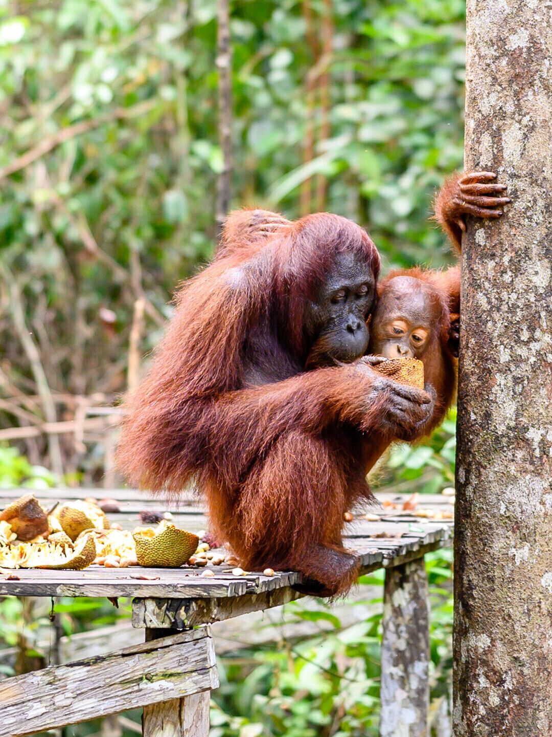 The Tanjung Puting Nationalpark in Kalimantan, Indonesia, is one of the few places where wild orangutans live. The Orangutan Foundation International  (OFI) is a nonprofit organization dedicated to the conservation of wild orangutans and their rainforest habitat. They operate Camp Leakey, an Orang-Utan Research Center in the Nationalpark. 
You can make a tour on a boat called Klotok and visit 3 different feeding stations where semi-wild orangutans are fed once a day to support them on their way back to autonomy.
For me it was an absolut highlight to see these beautiful animals in their natural environment.

#Indonesia #Borneo #Kalimantan #TanjungPuting #Nature #Nationalpark
