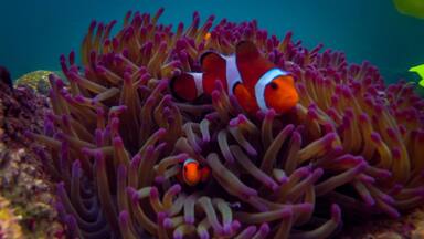 A clownfish among purple sea anemones.