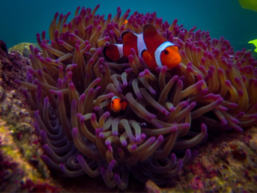 Nemo