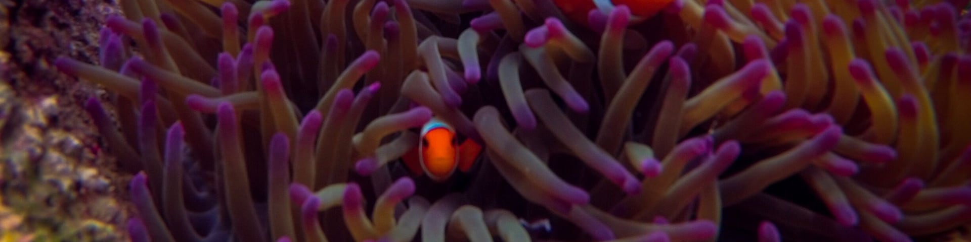 Nemo