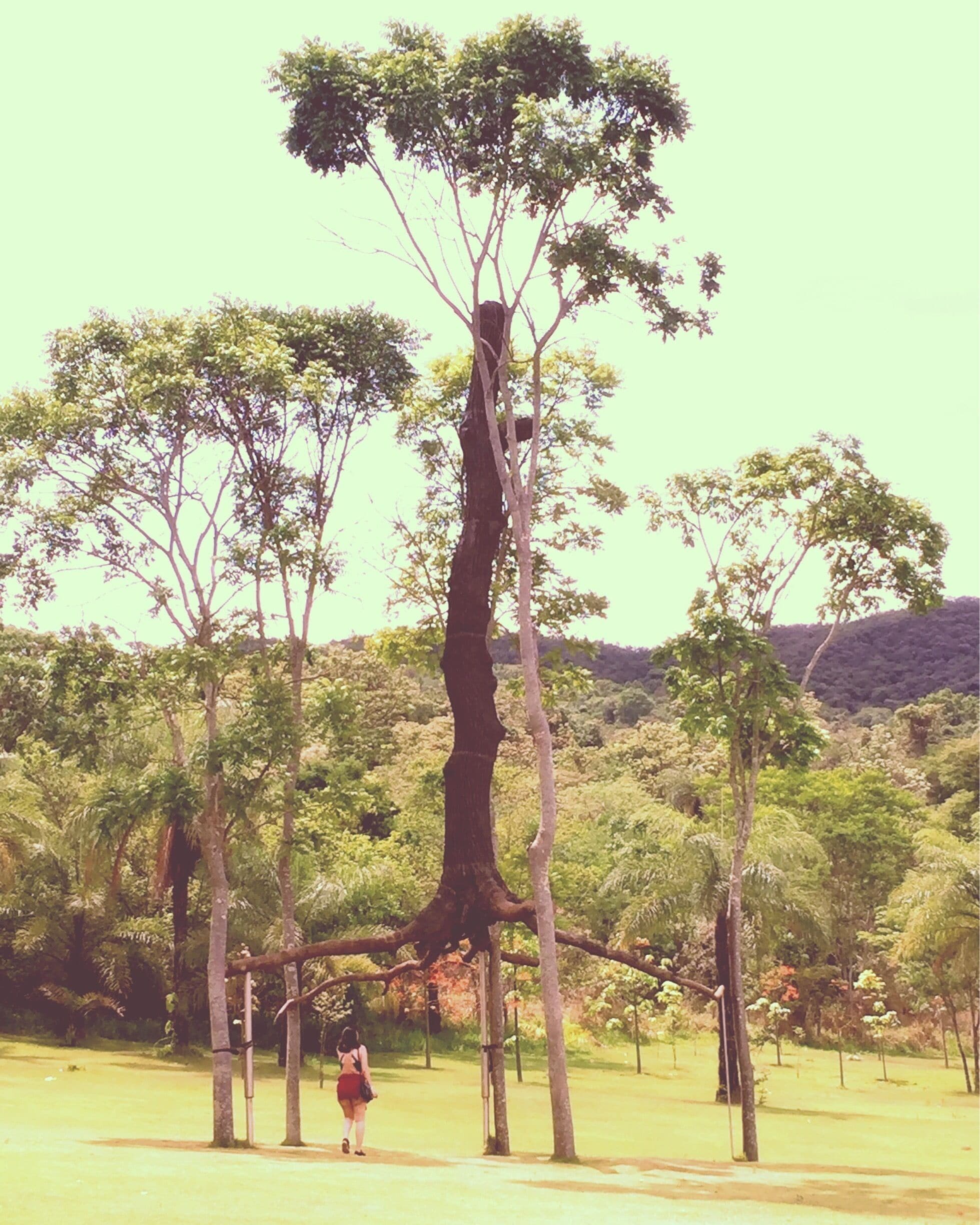 #brazil #art #tree #green #art #inhotim #2017 #museums