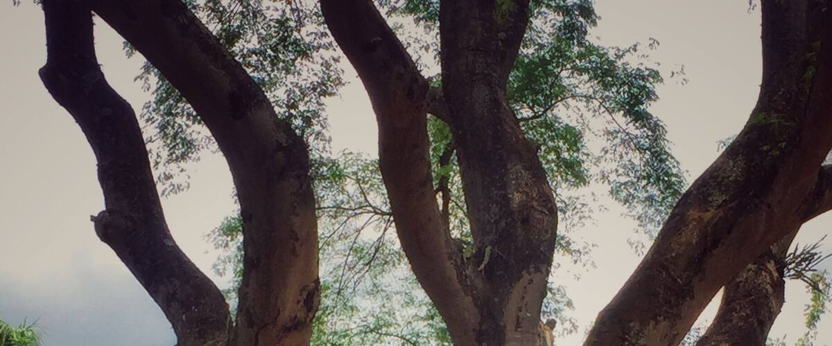 #brazil #inhotim #tree #nature #green #2017 #museums
