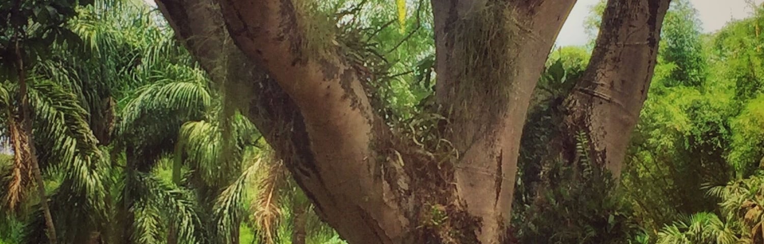 #brazil #inhotim #tree #nature #green #2017 #museums